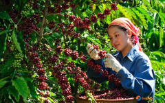 Coffee Flower Season in Buon Ma Thuot – A Stunning White Bloom of Vietnam